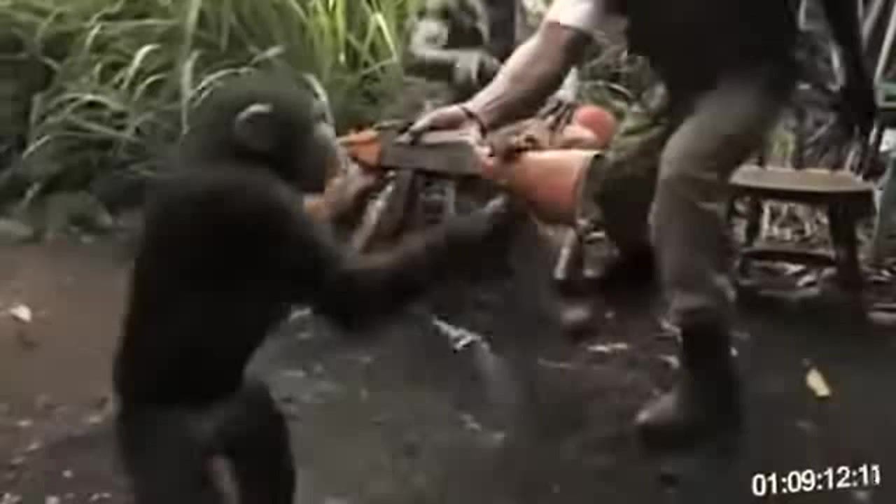 Monkey With AK-47 - Coub Monkey With AK-47 - Coub