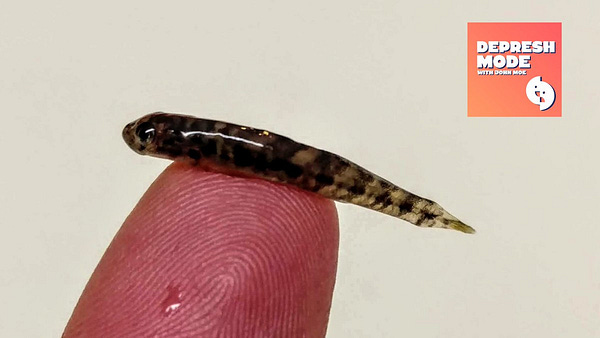 A teeny tiny goby fish on the tip of a finger