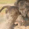 Primatology.net