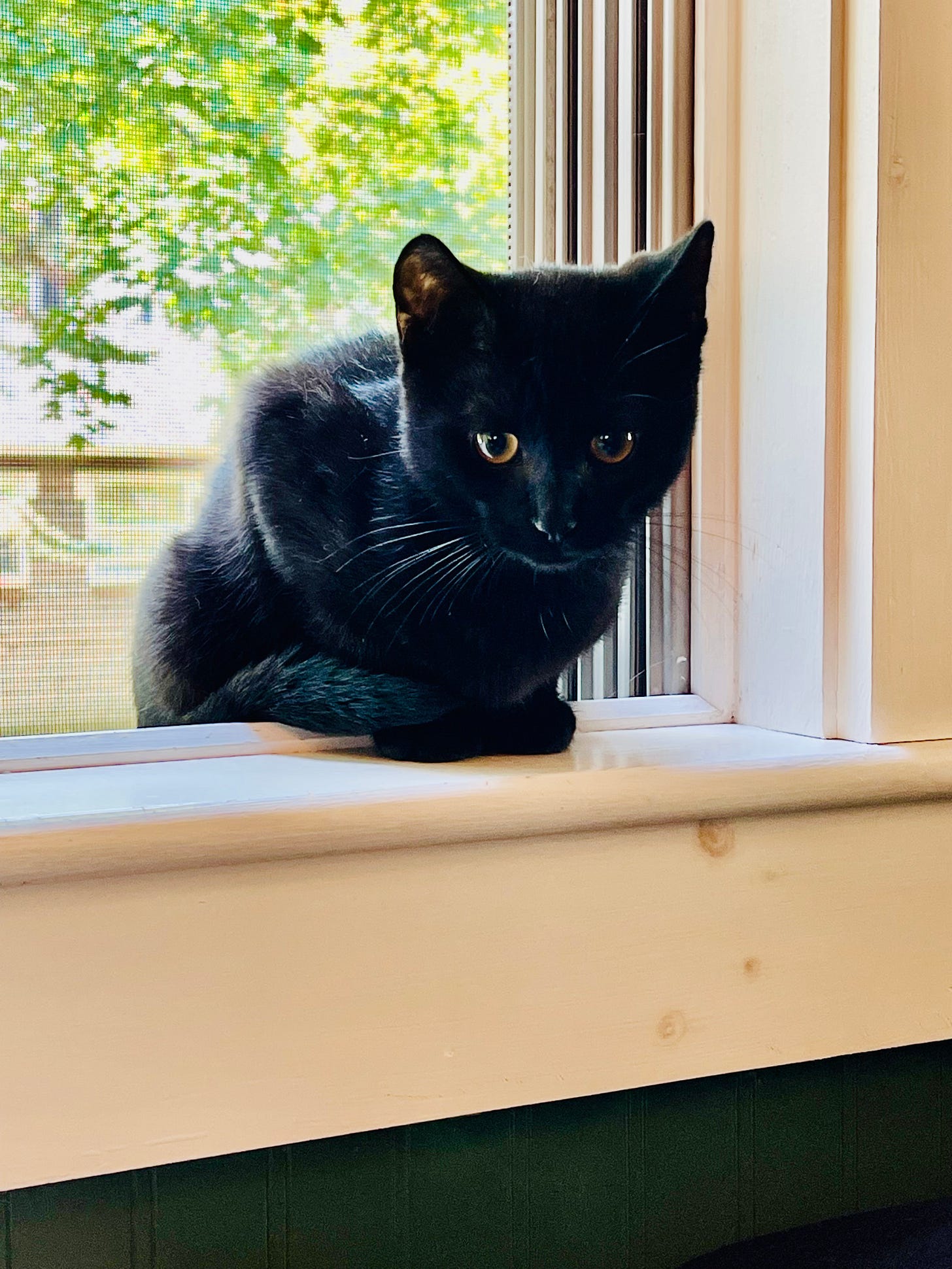 kitten in window