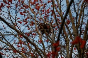 kettle full thank you nest tree