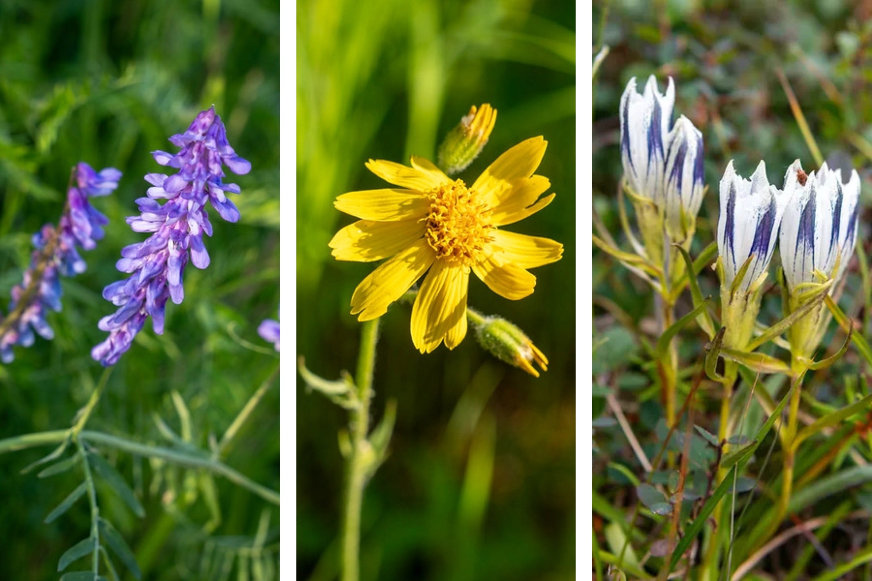 Latest Three Wildflower Posts