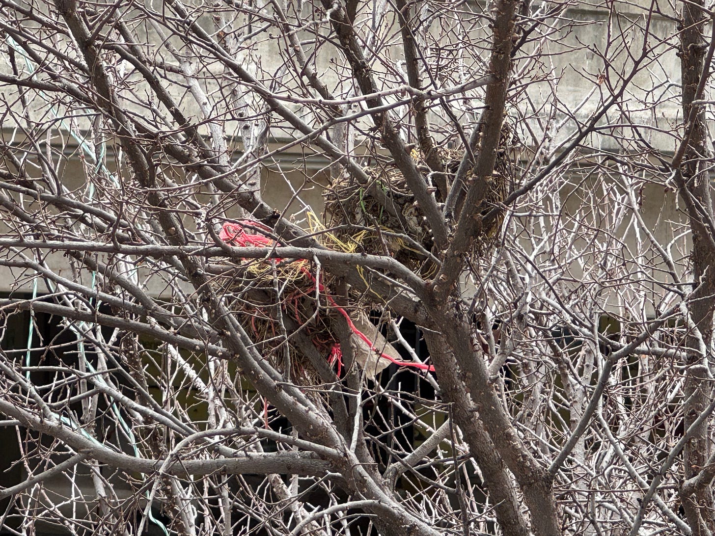 Bird nests made from anthropogenic materials, including brightly colored string and plastic wrap.