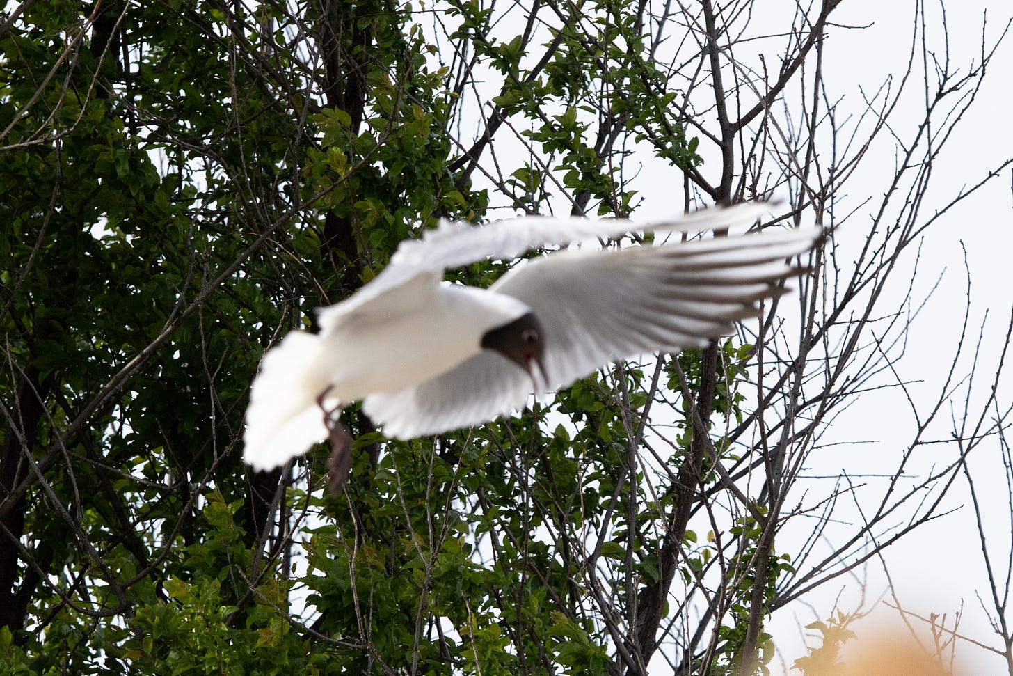 Black-headed Gull