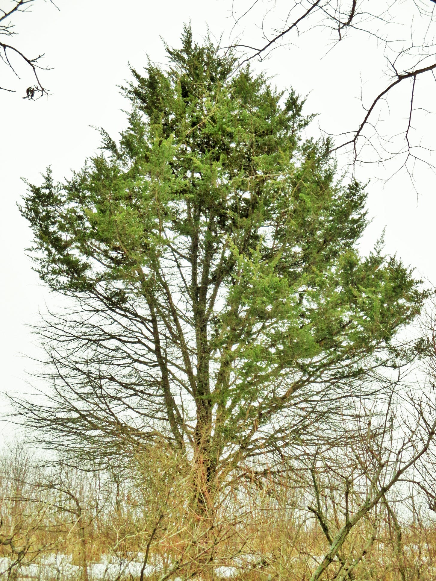 Eastern Red Cedar Tree | Iowa Herbalist Eastern Red Cedar Tree | Iowa Herbalist