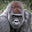 AFE7RetSilverback's avatar