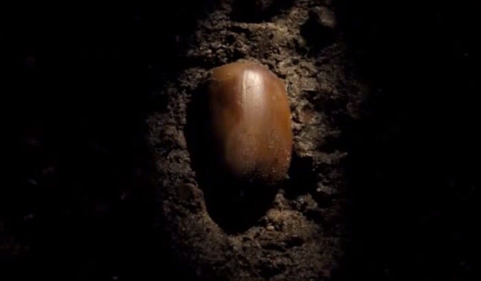 The buried seed | Anything is Possible!
