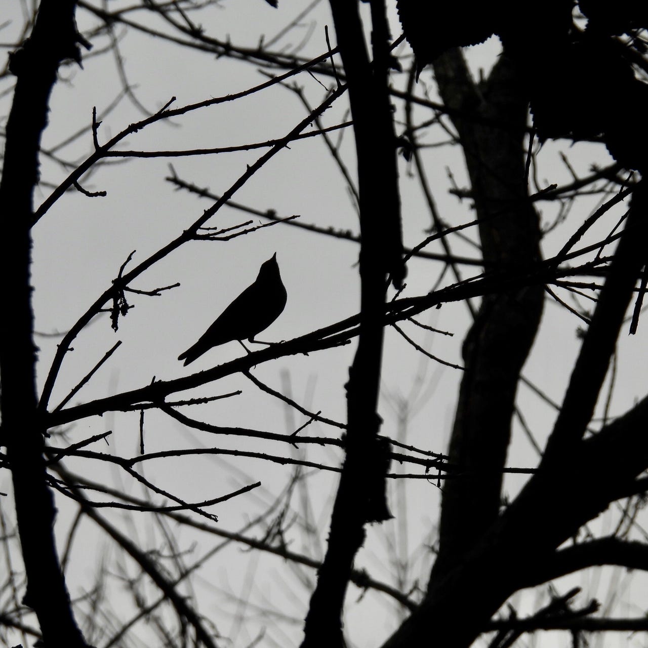 Artwork for Bird City News