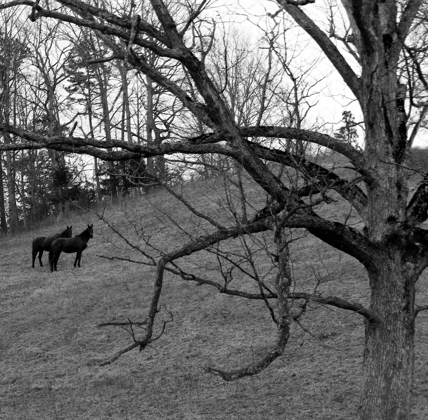 The Selkie of the Ozarks - by BJ Roshone