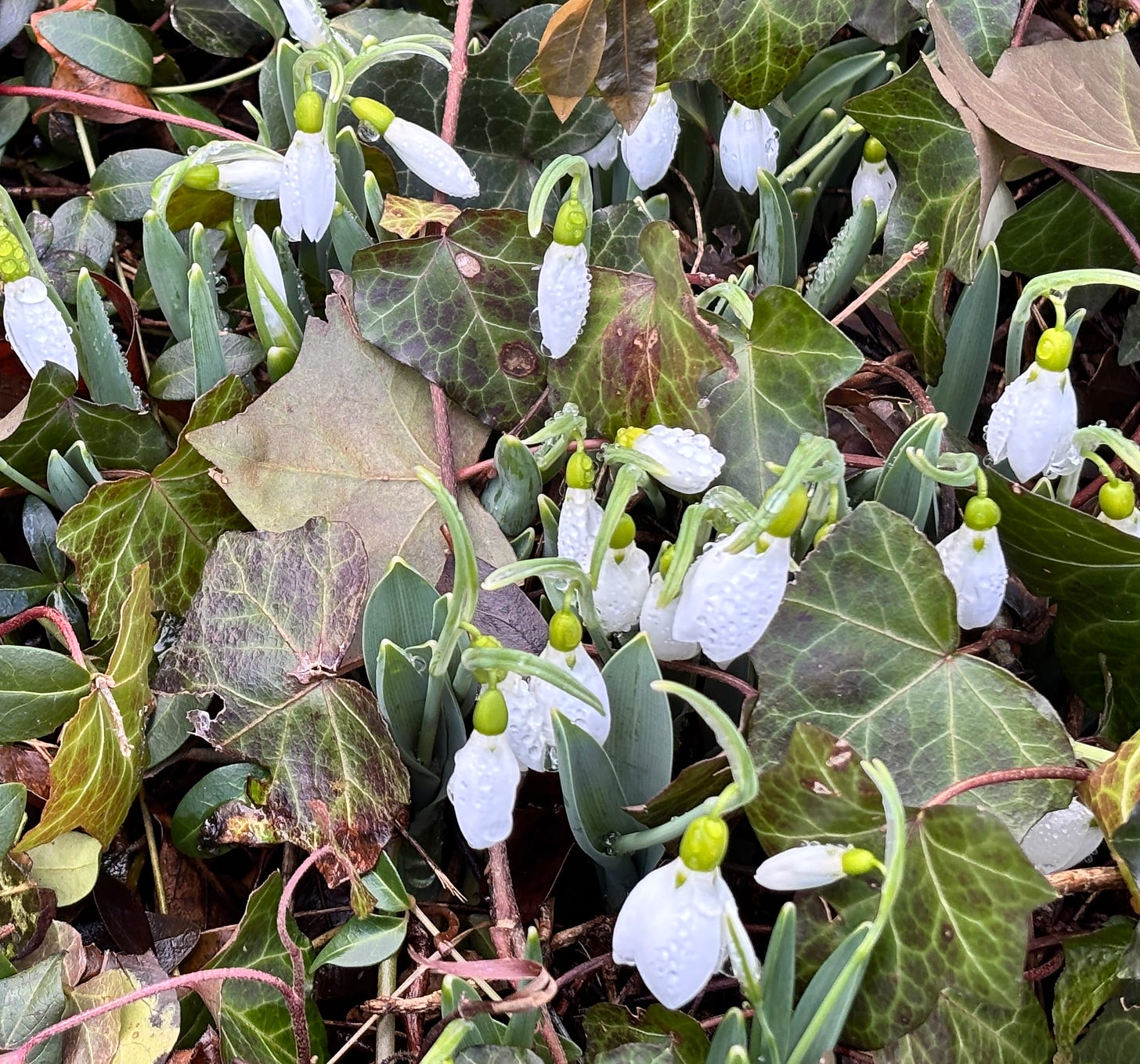white snowdrop flowers