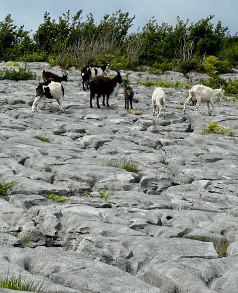 Lough Avalla Farm, Feral goats, Stone circle