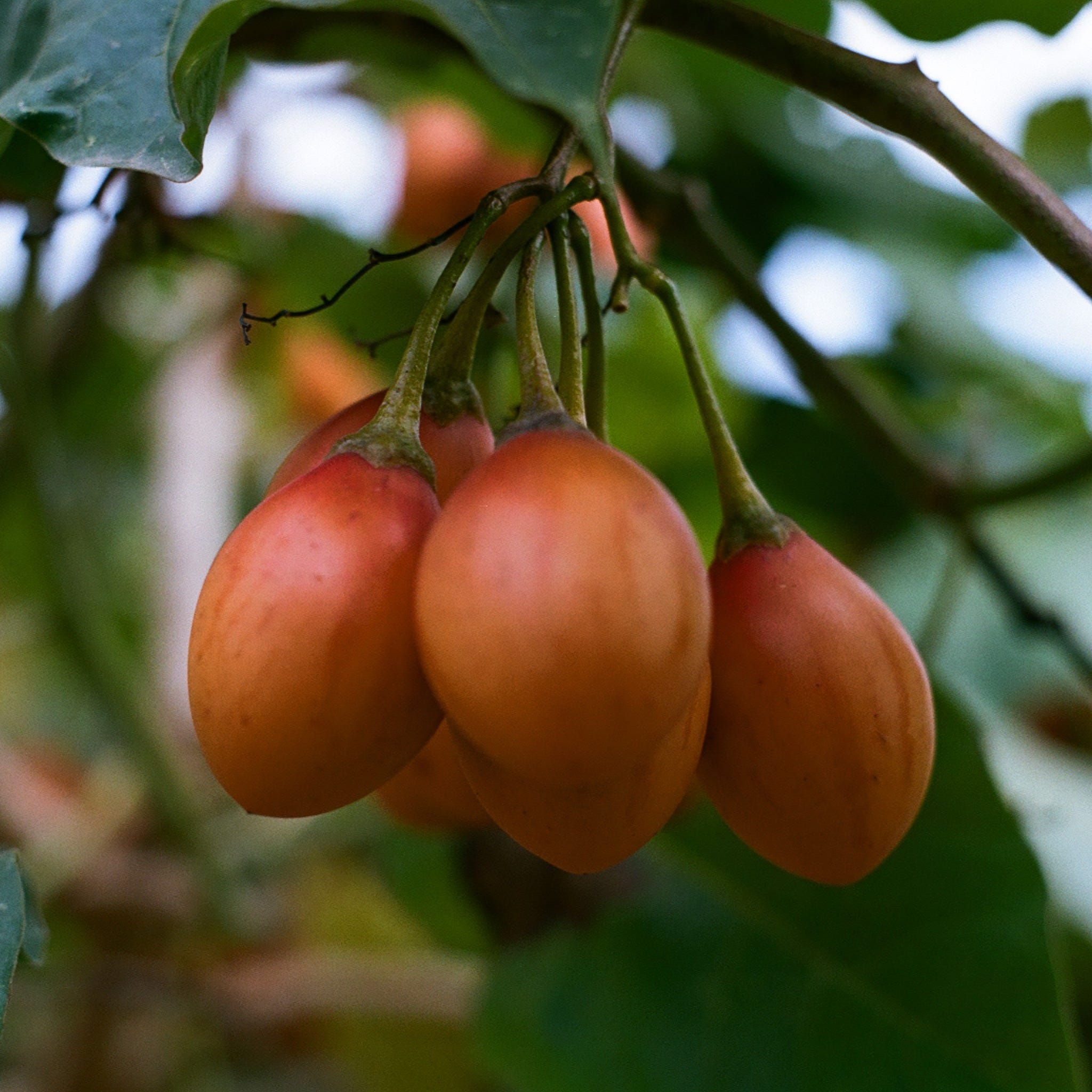 Sara Lagardien Abdullah