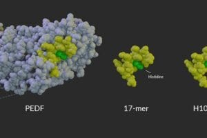 Model of PEDF protein alongside the 17-mer and H105A peptides. Amino acid 105, which is changed from histidine in PEDF and the 17-mer peptide to alanine in the H105A peptide, is shown in green.