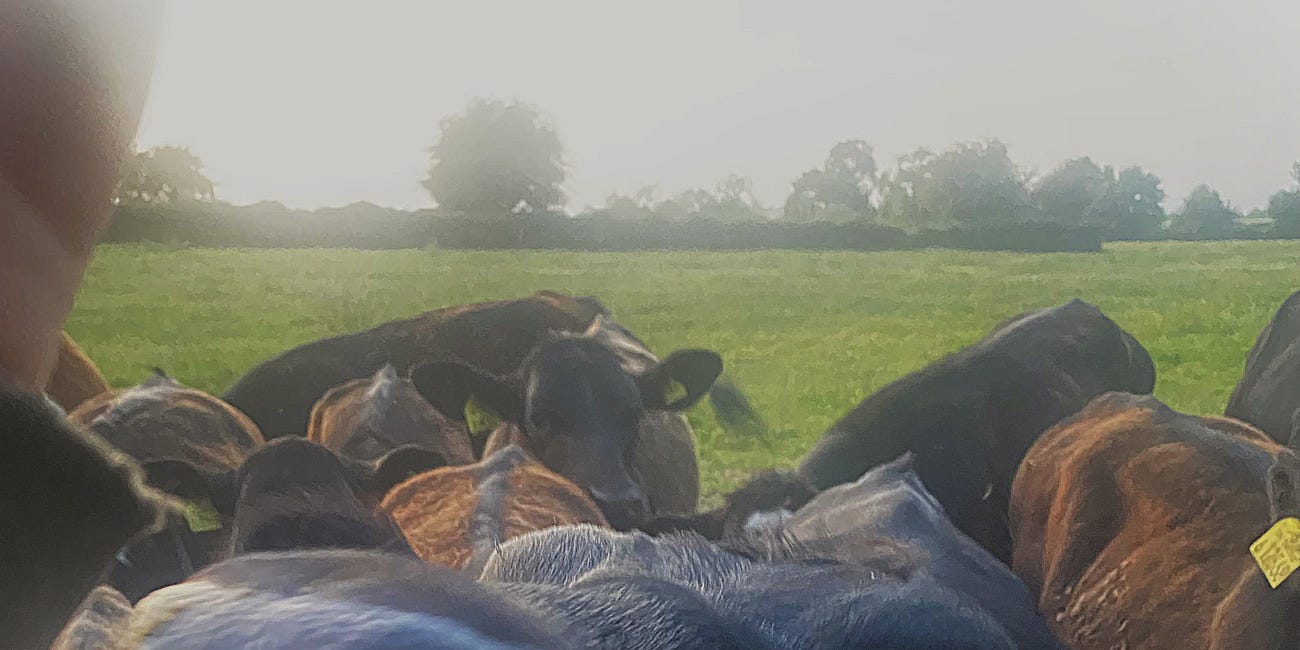 Love letter to the countryside