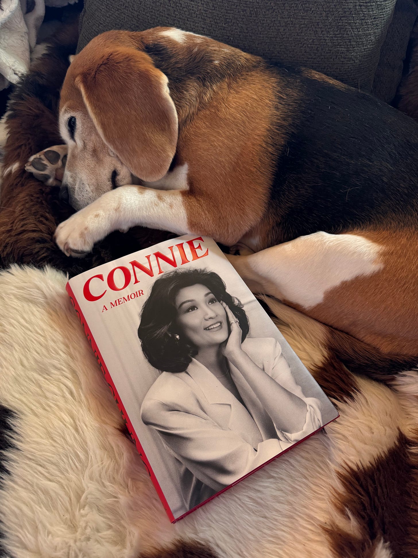Photo of a beagle curled up on a couch with a nonchalant expression. The book "Connie: A Memoir" sits on the couch beside her. Book features a B&W photo of Connie Chung, an Asian-American woman wearing a tailored white suit, sitting and smiling into the near distance.