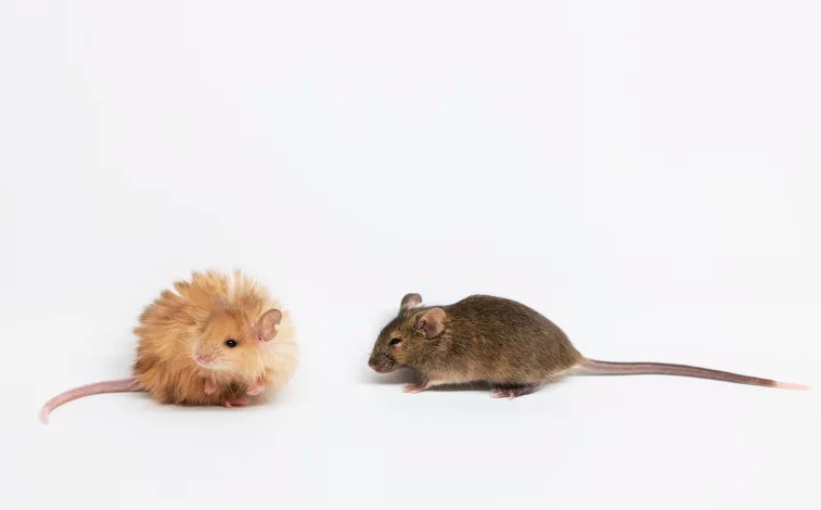 Two mice before a white background. On the left is a woolly mouse, very round and fluffy. On the right, a more sleek, regular furred mouse. It's a darker brown than the more golden woolly mouse. Both are pretty cute, tbh.