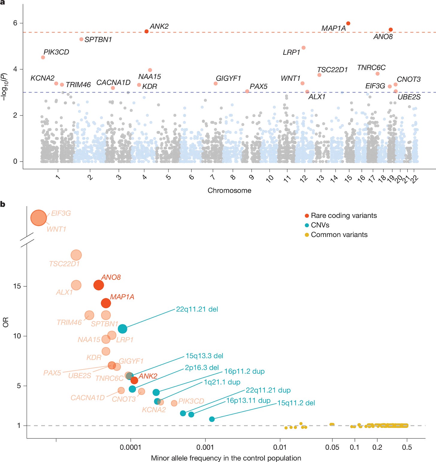 Fig. 2: Association of rare coding variants with ADHD. Fig. 2: Association of rare coding variants with ADHD.