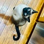 Atticus Finch's avatar
