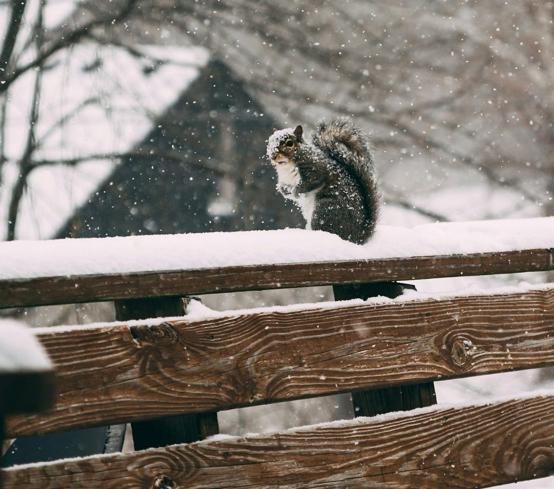 snow covered trees during daytime snow covered trees during daytime