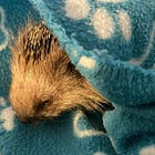 Milo, il riccio che è sopravvissuto alle lame 🦔