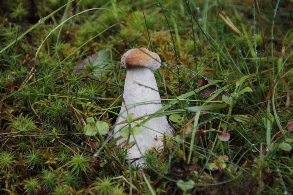 Schweden, Pilz, Herbst, Pilze sammeln Schweden, Pilz, Herbst, Pilze sammeln