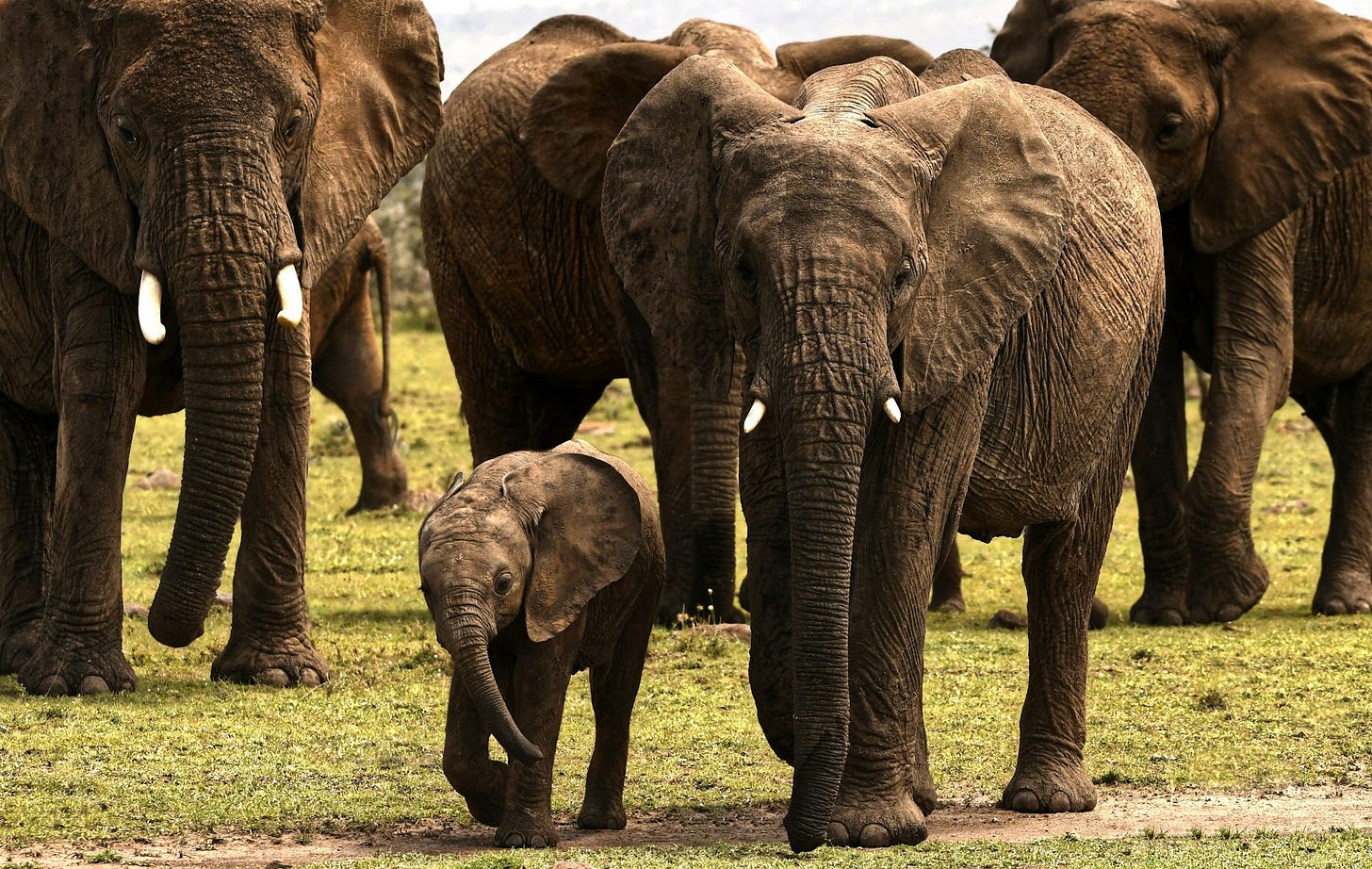 gray elephant on green grass field during daytime