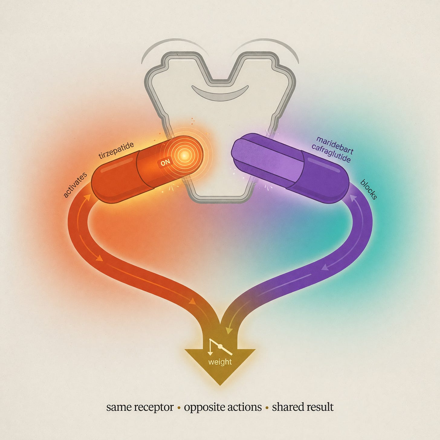 Editorial diagram of the GIP paradox: tirzepatide switching the GIP receptor on and maridebart cafraglutide switching it off, with both paths leading to weight loss