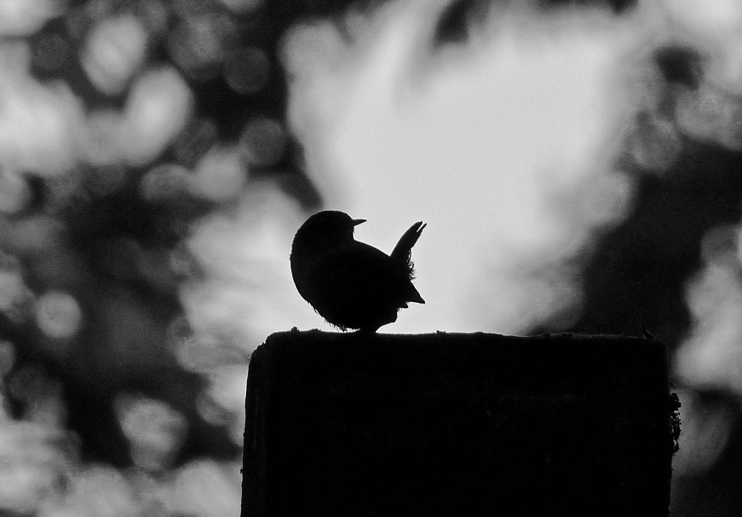 P1370172.jpeg