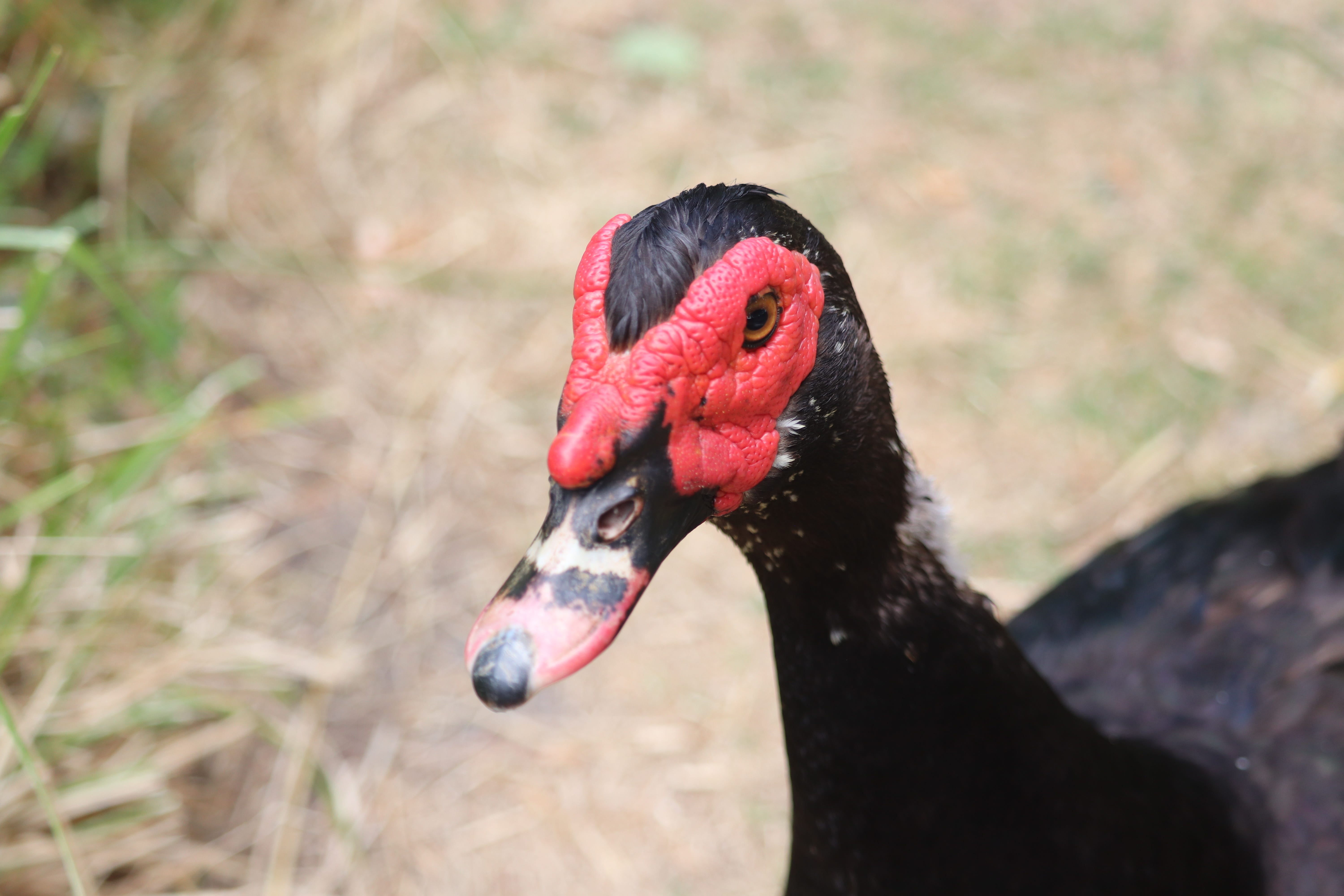 Scottish reflections