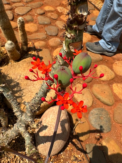 Nine photos displaying an array of cacti.