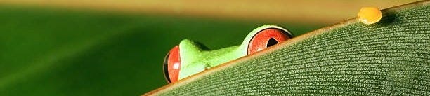 2,900+ Frog Hiding Stock Photos, Pictures & Royalty-Free Images - iStock