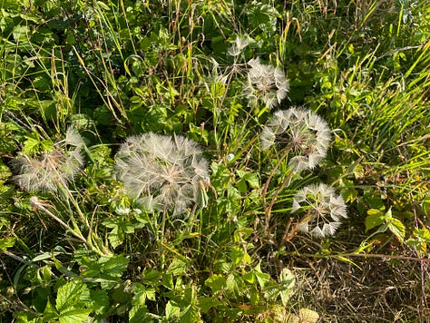 White seed heads; purple flowers; pink flowers