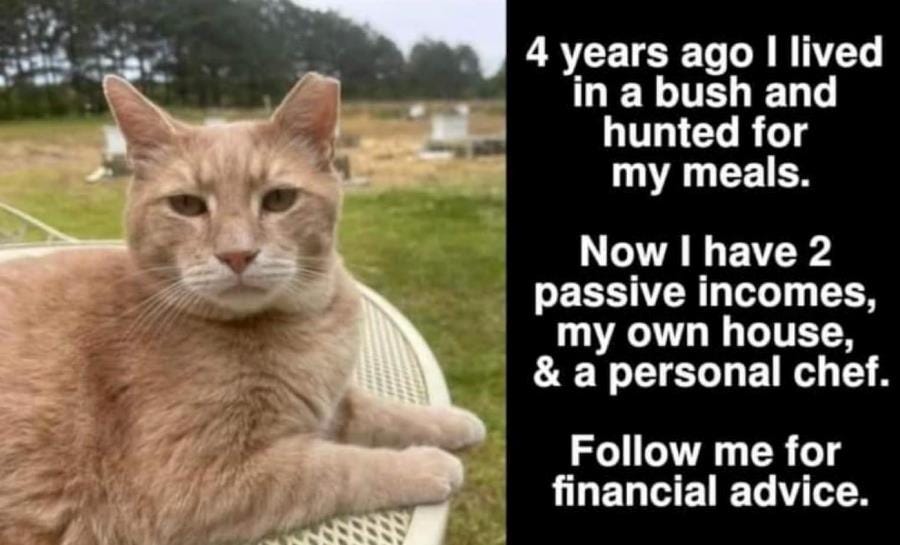 Help cats and dogs in Greece