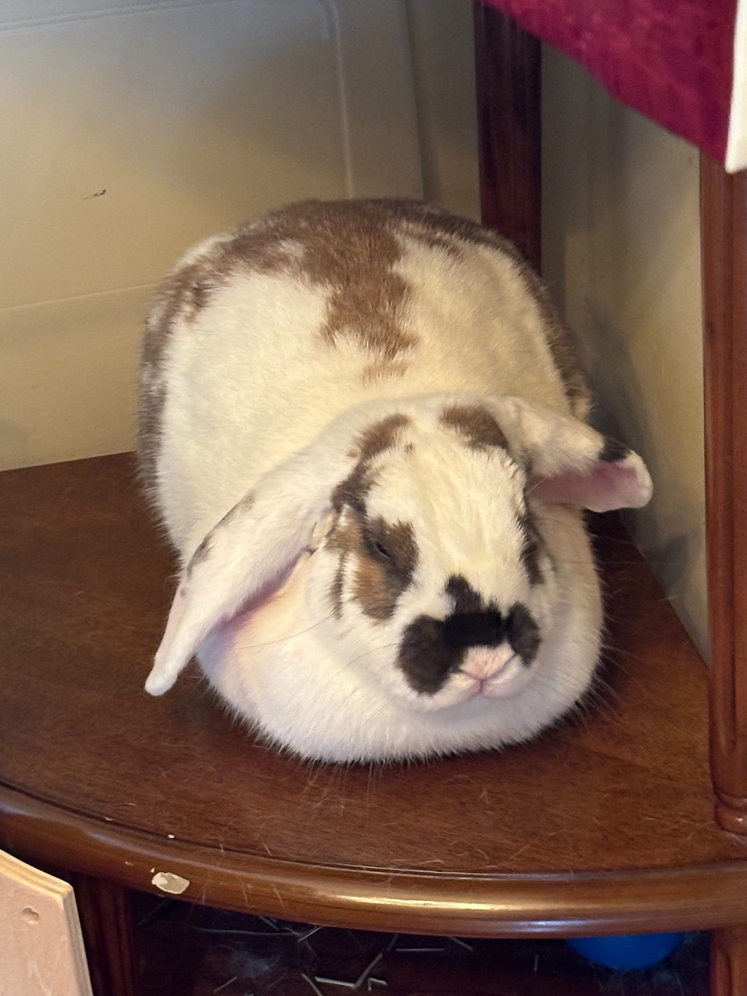 A white lop rabbit with brown splotches sleeping in "loaf" form on a shelf