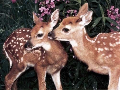 queen jane approximately