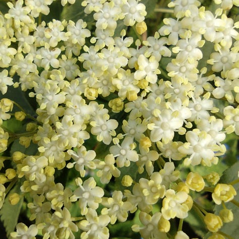 Frothy white and green flowers of guelder rose coming into flower, alongside hawthorn and elderflower