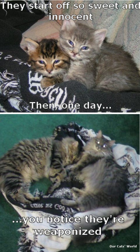 Weaponized Kitties Weaponized Kitties