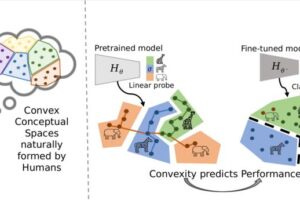 Researchers have discovered a new link between human and machine learning. In human cognition, conceptual categories have long been modeled as convex regions. Now, Tetkova et al. show that a similar pattern emerges in AI. During self-supervised pretraining, AI models develop convex conceptual regions—and the more convex these regions become, the better the model performs on specialized tasks during supervised fine-tuning.