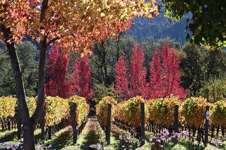 Fall colors Napa Valley Fall colors Napa Valley