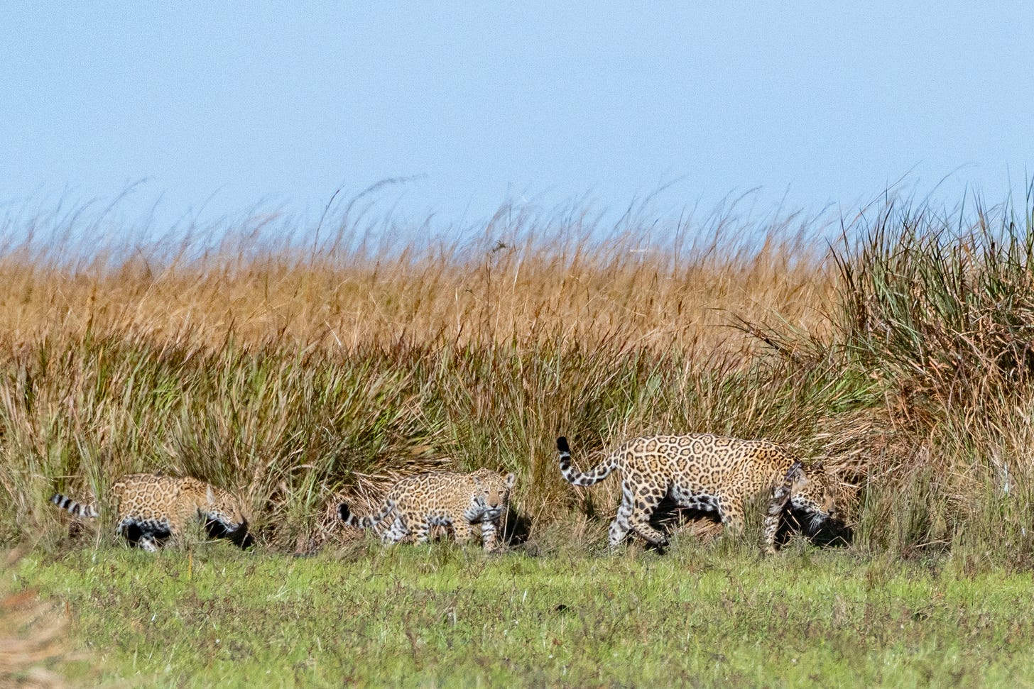 A jaguar and two cubs walking through high grass under a blue sky