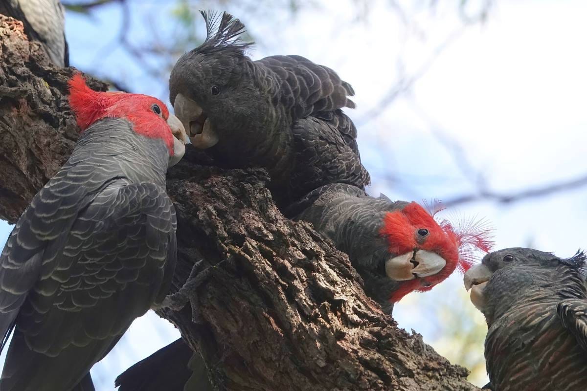 gang gang cockatoos in the blue mountains