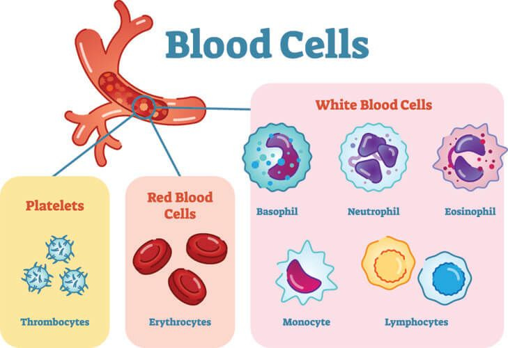 blood cell