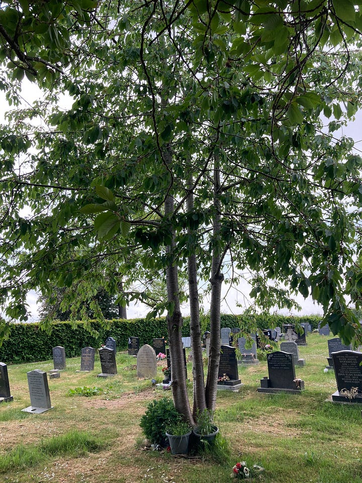 The two images depict a tree upon a grave. The second photograph is a closer shot.