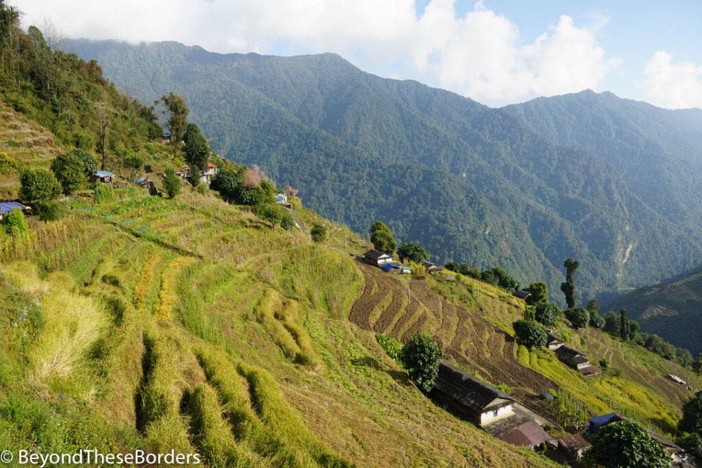 Green terraces along a steep hill.  Small homes scattered.  Green tree covered hills in the distance.