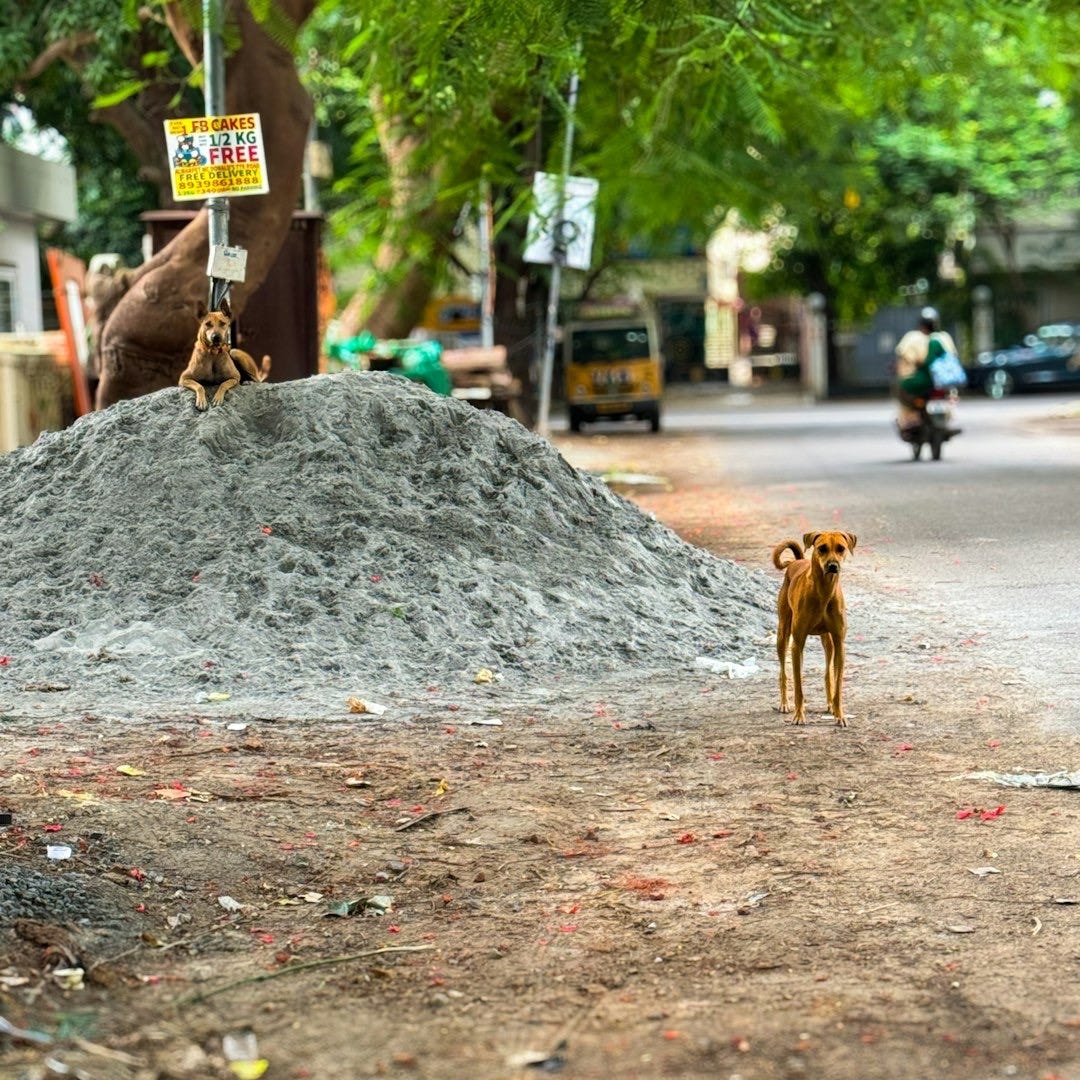 A dog standing on the side of a road next to a pile of dirt