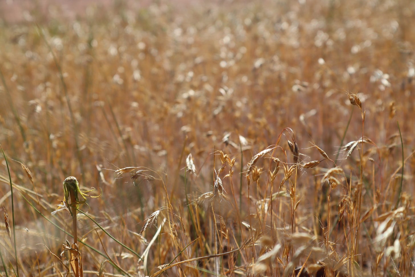 dried grasses swaying in the wind