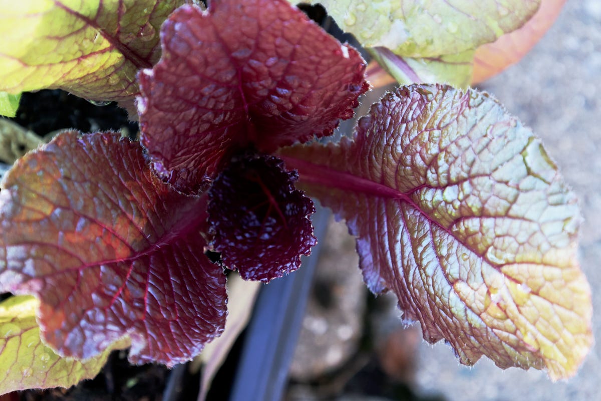 chinese cabbage seedlings