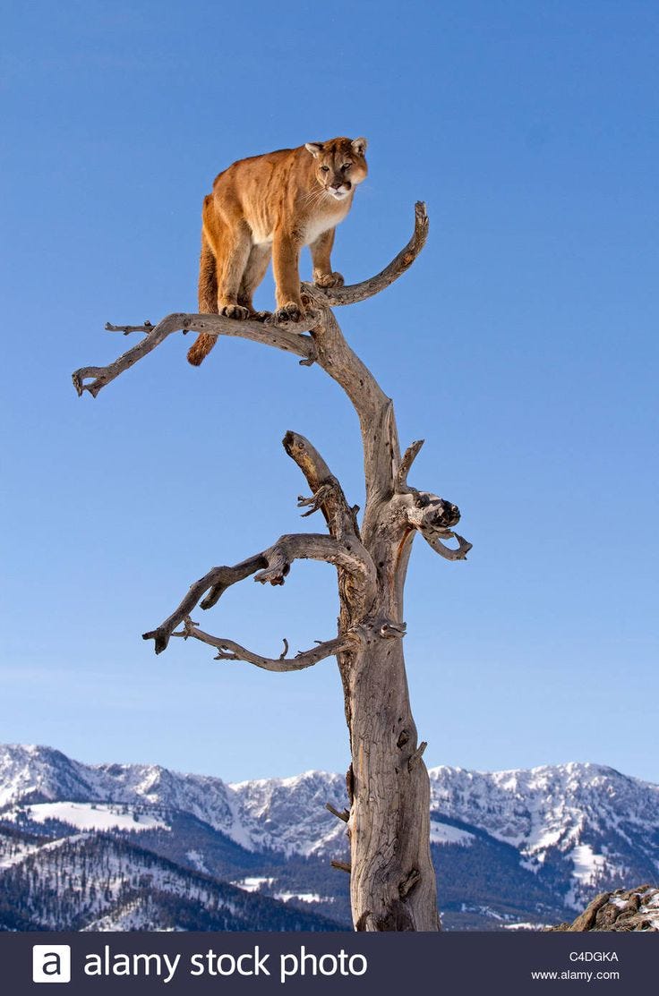 Mountain Lion, Felis concolor up a tree Stock Photo - Alamy