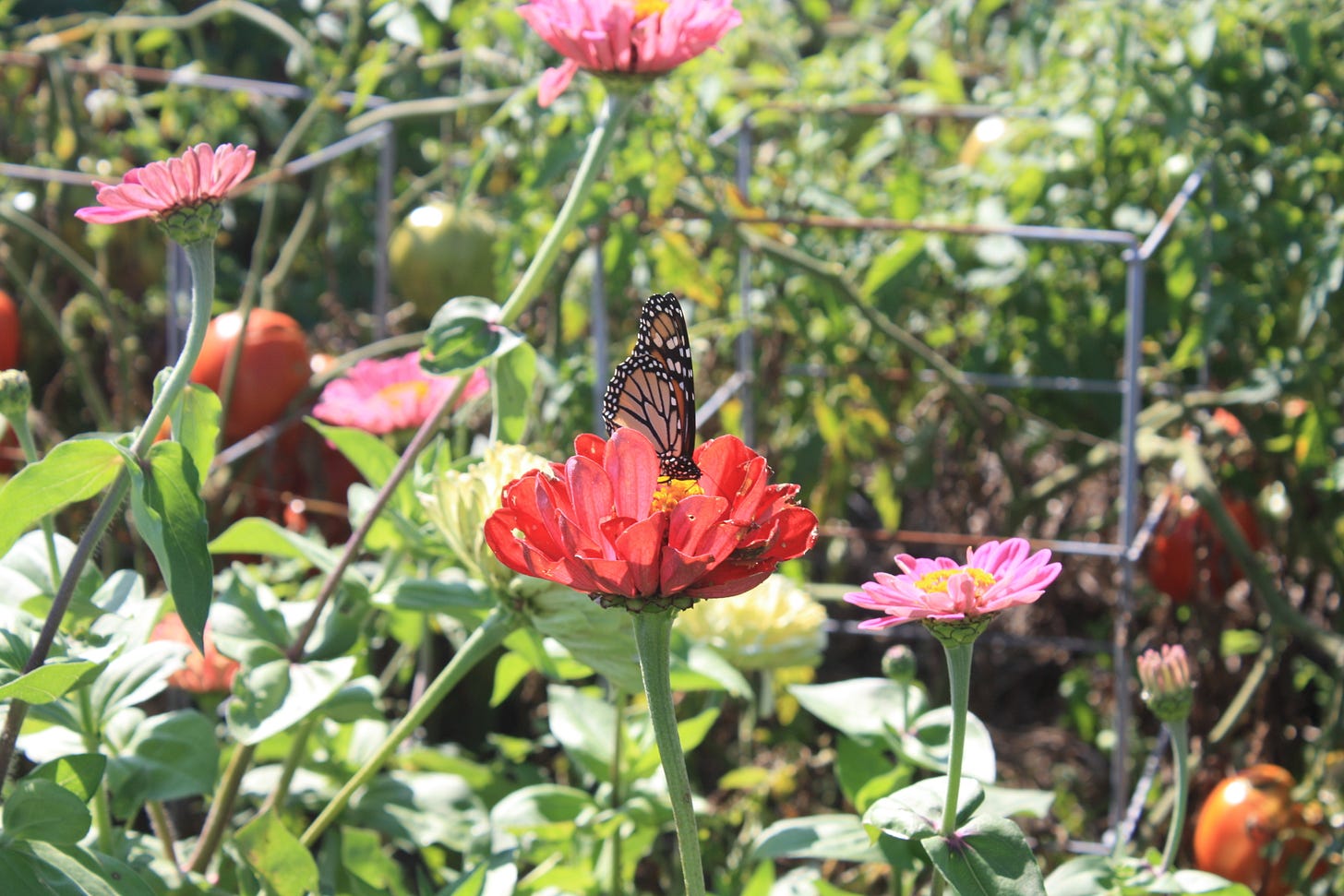 Monarch on a zinnia at the farm