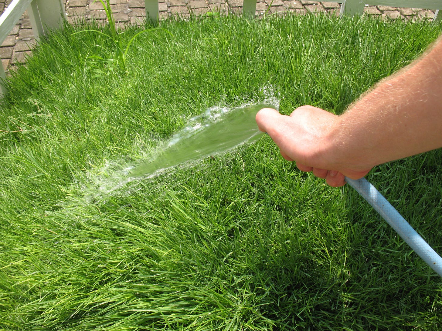 7 Tips for Green, Lush Grass – Better HouseKeeper